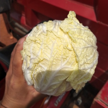 现货精品娃娃菜可各种规格随时上车现货有20吨左右