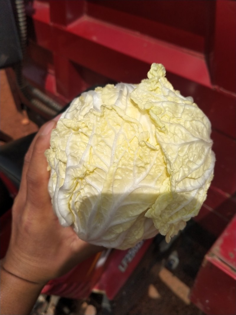 现货精品娃娃菜可各种规格随时上车现货有20吨左右