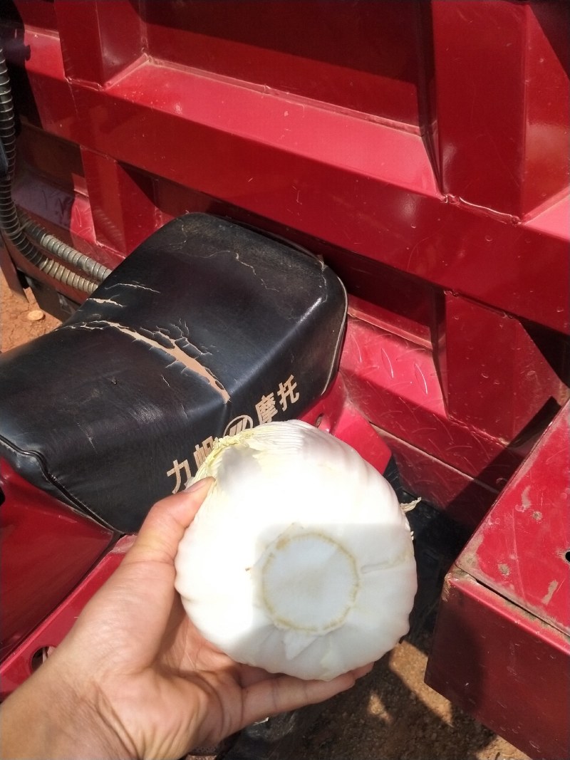 现货精品娃娃菜可各种规格随时上车现货有20吨左右
