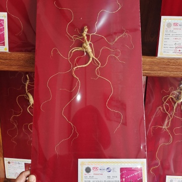 产地直销,野山参,国检野山参,林下山参,赠送礼盒