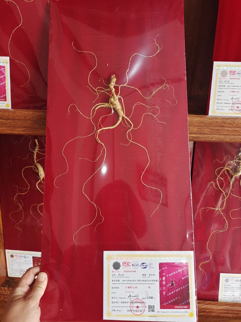 产地直销，野山参，国检野山参，林下山参，赠送礼盒