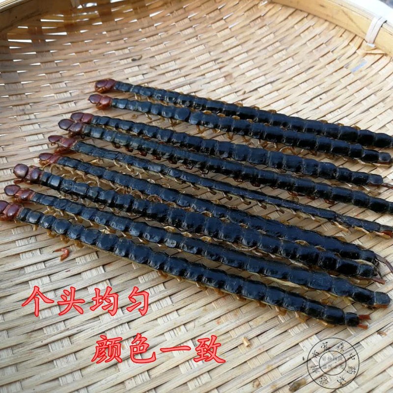 中药蜈蚣药用蜈蚣干百足虫药材10-17公分