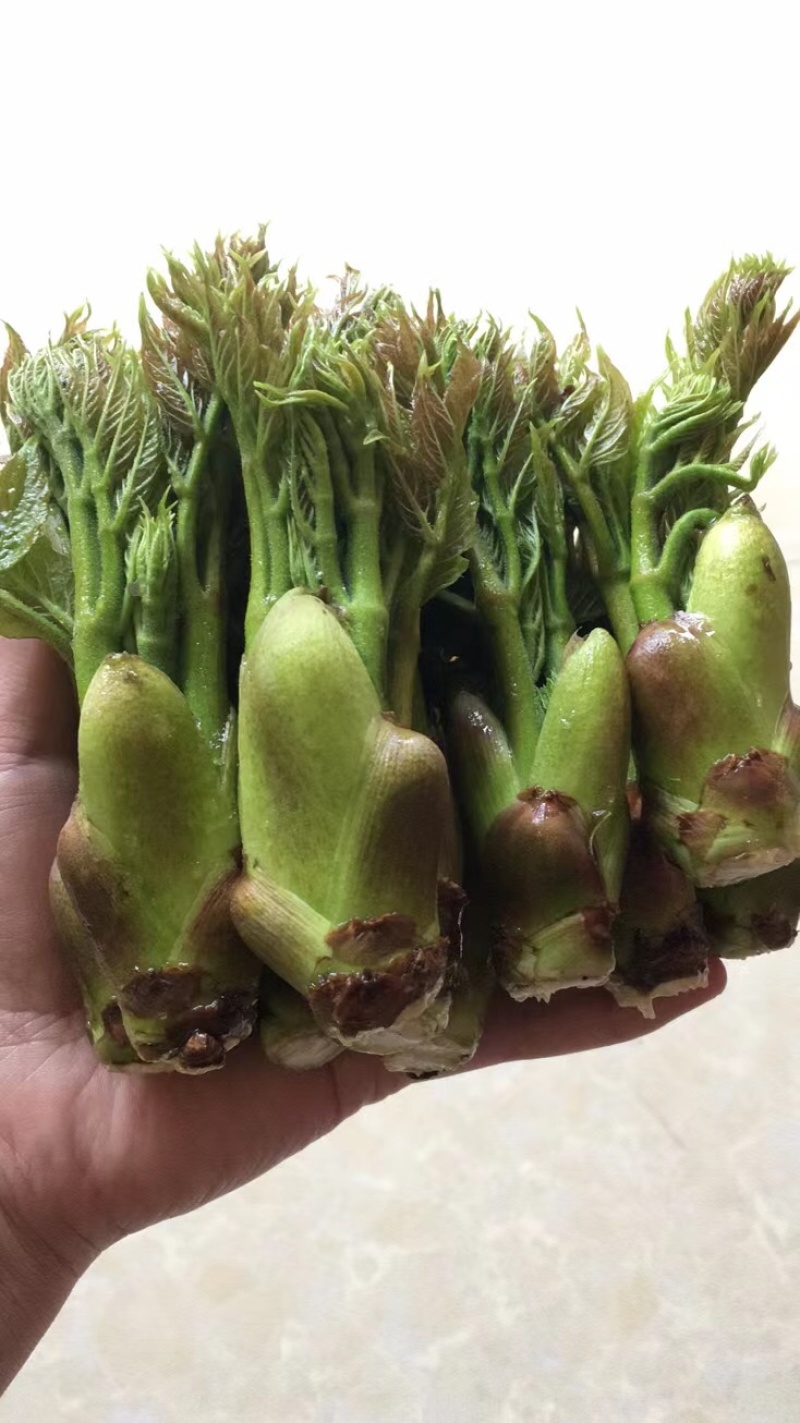 野生刺嫩芽农户直销刺嫩芽头茬（批发）山菜**刺嫩芽