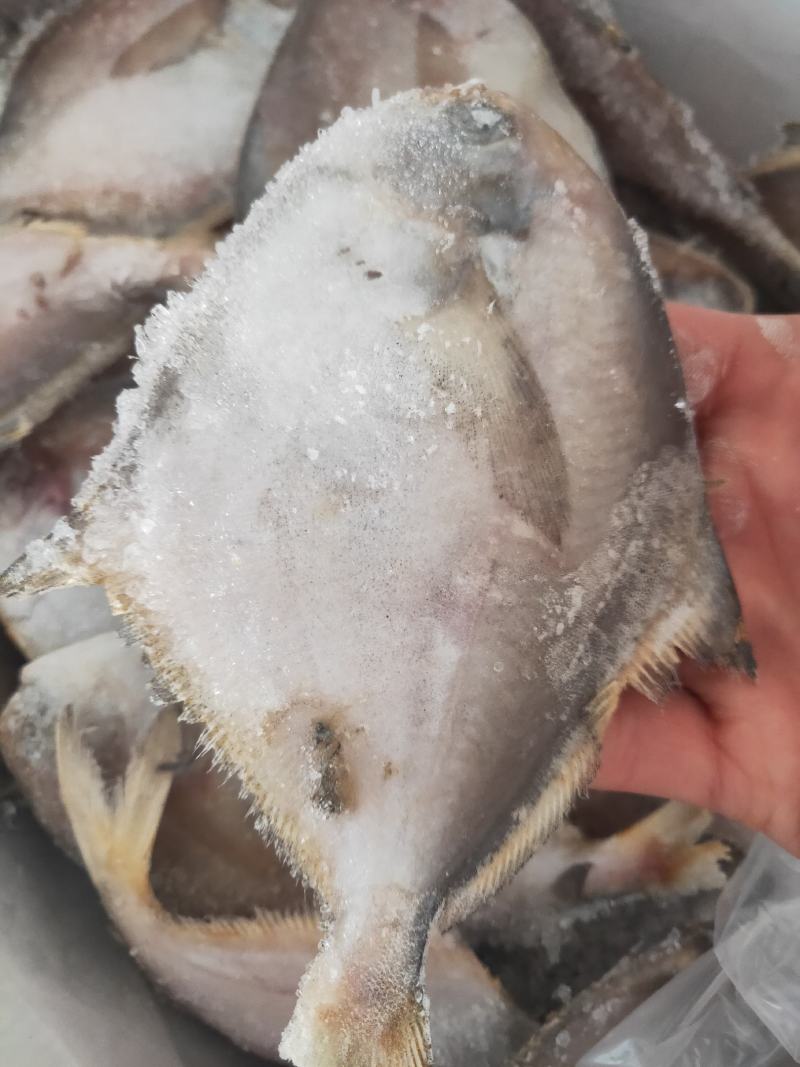 鲳鱼，速冻小鲳鱼，肉多刺少，老少皆宜