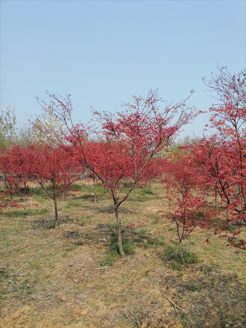 日本红枫，一手货源，基地现挖树，成活率很高，大量有货。