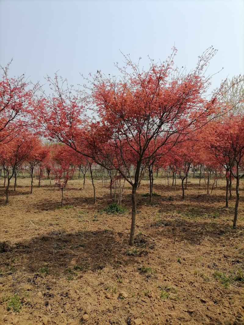 日本红枫，一手货源，基地现挖树，成活率很高，大量有货。