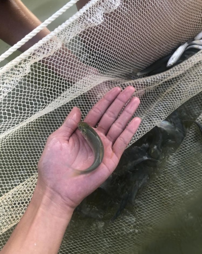草鱼苗规格鱼苗基地直销抗病毒好放养
