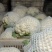 【菜花】河北花菜个头均匀花白产地直销供应全国