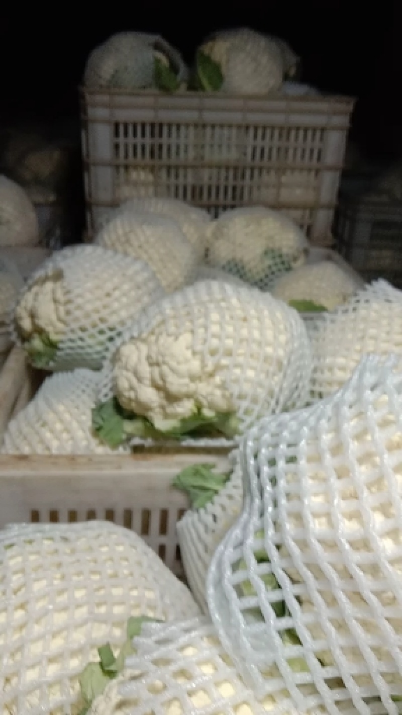 【菜花】河北花菜个头均匀花白产地直销供应全国