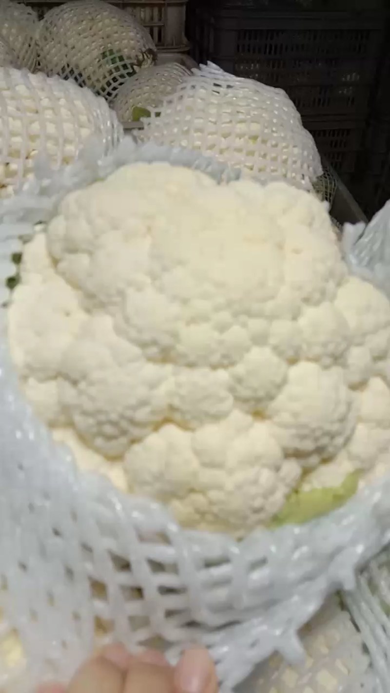 【菜花】河北花菜个头均匀花白产地直销供应全国