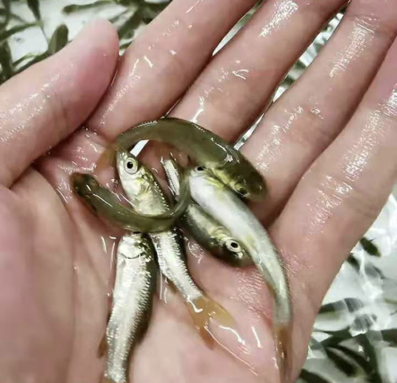 草鱼苗规格齐全抗病毒存活率高基地直销
