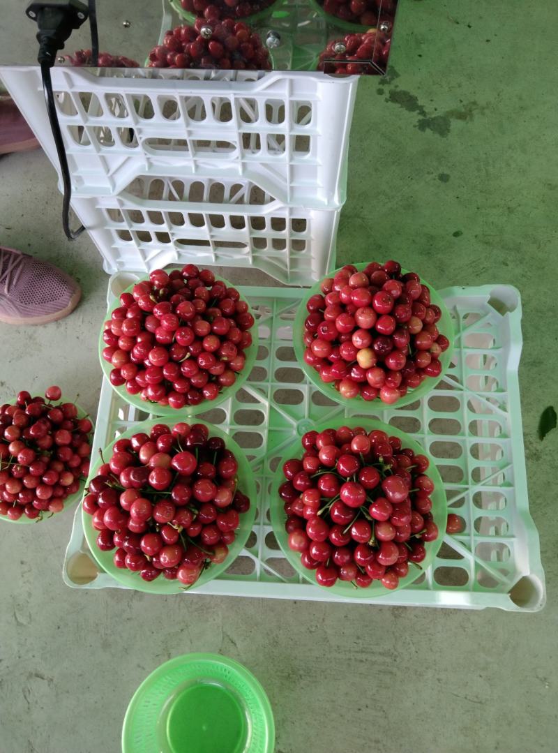早大果红灯开始大量上市