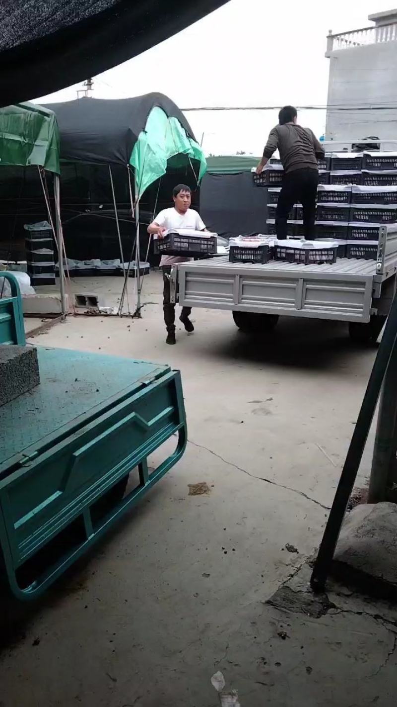 早大果红灯开始大量上市