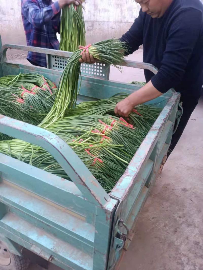 红帽蒜薹