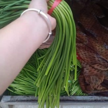 红帽蒜薹