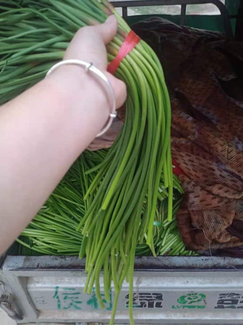 红帽蒜薹