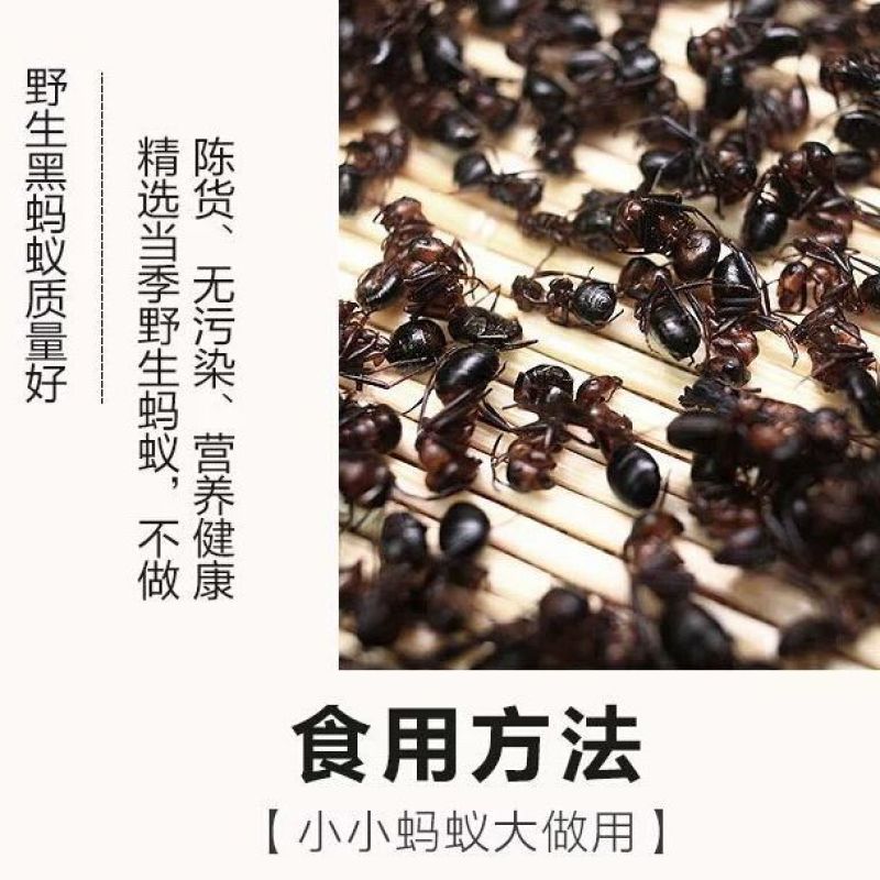 长白山黑蚂蚁东北野生拟黑多刺蚁正品特大红蚂蚁