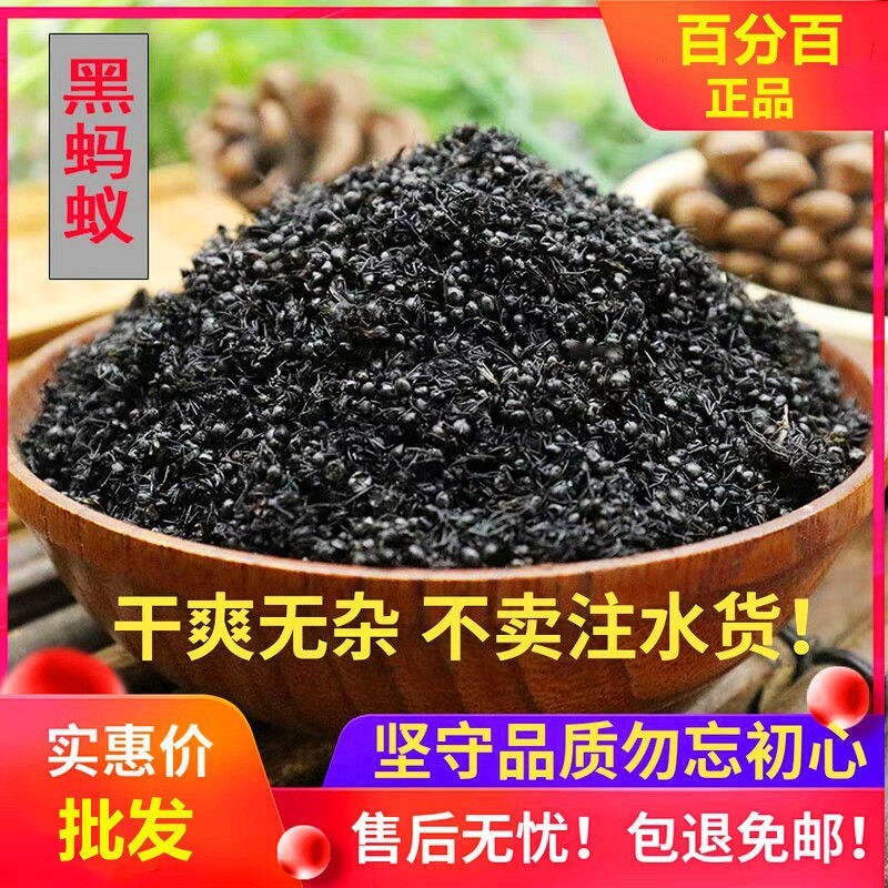 长白山黑蚂蚁东北野生拟黑多刺蚁正品特大红蚂蚁