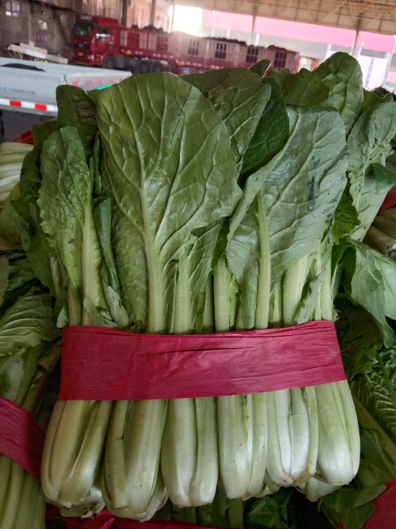 【推荐】河北永年精品小白菜产地直销量大比较新鲜