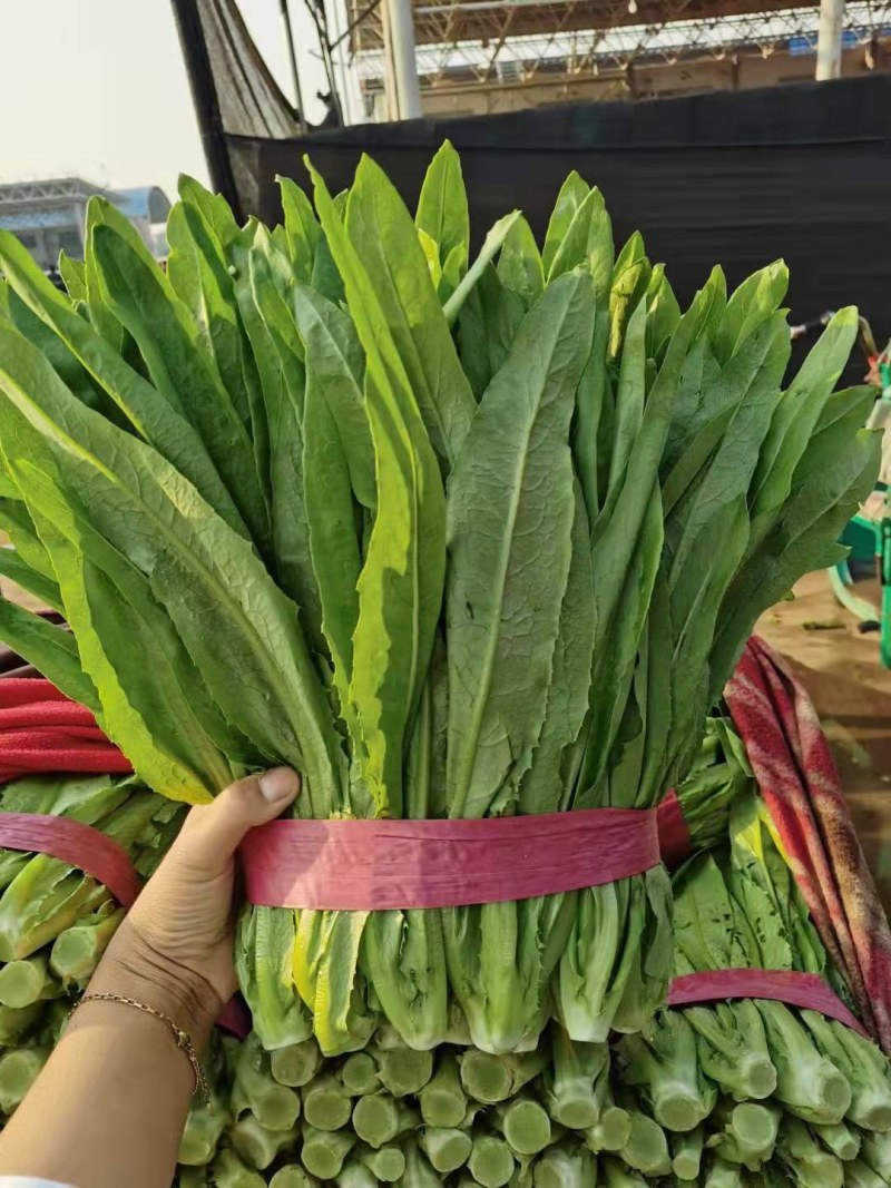 【推荐】河北永年精品油麦产地直销需要的联系