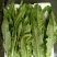 油麦菜（新鲜油麦菜现货）