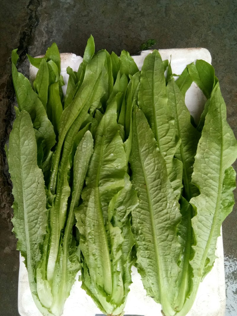 油麦菜（新鲜油麦菜现货）