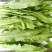 油麦菜（新鲜油麦菜现货）