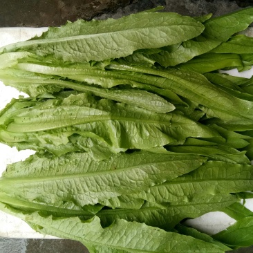 油麦菜（新鲜油麦菜现货）