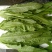 油麦菜（新鲜油麦菜现货）