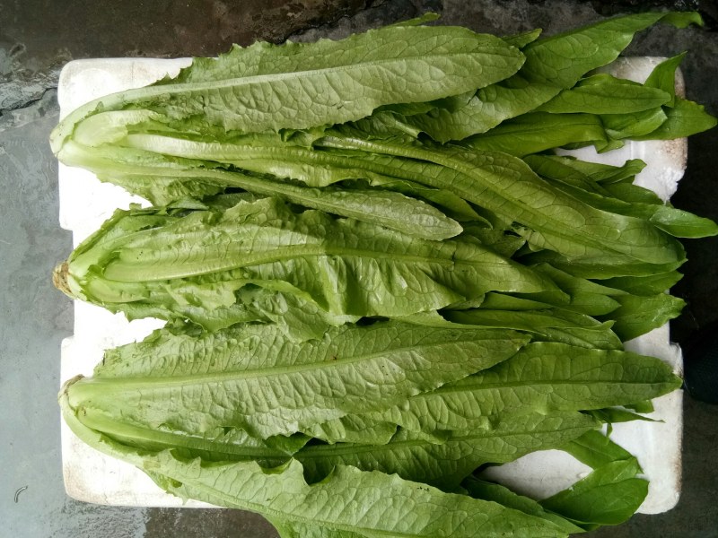 油麦菜（新鲜油麦菜现货）
