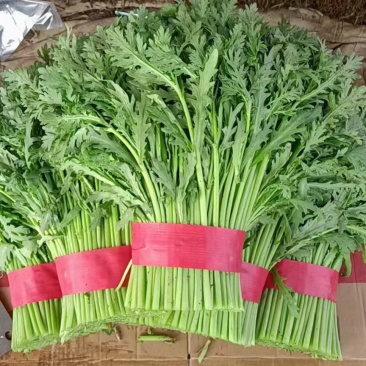 【河北精品茼蒿】新鲜质量好品质保证