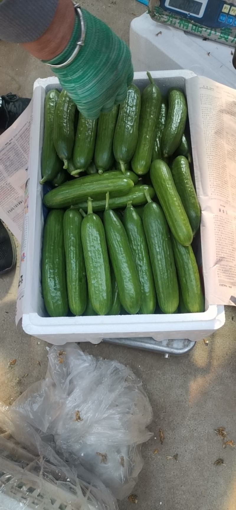 山东寿光水果黄瓜大量供应常年有货！！