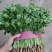 【河北】精品香菜大叶香菜茎叶20--30公分