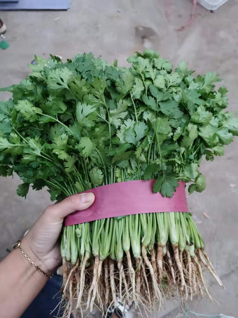 【河北】精品香菜大叶香菜茎叶20--30公分