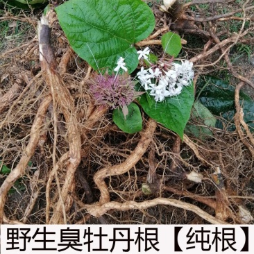 四川野生臭牡丹大红袍臭八宝矮童子野朱桐臭枫草臭珠干货纯根