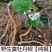 四川野生臭牡丹大红袍臭八宝矮童子野朱桐臭枫草臭珠干货纯根