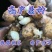 【精品】山东生姜大黄姜大量现货供应全国发货品质保证