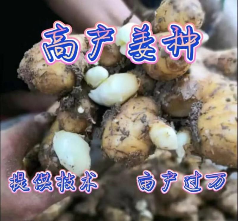 【精品】山东生姜大黄姜大量现货供应全国发货品质保证