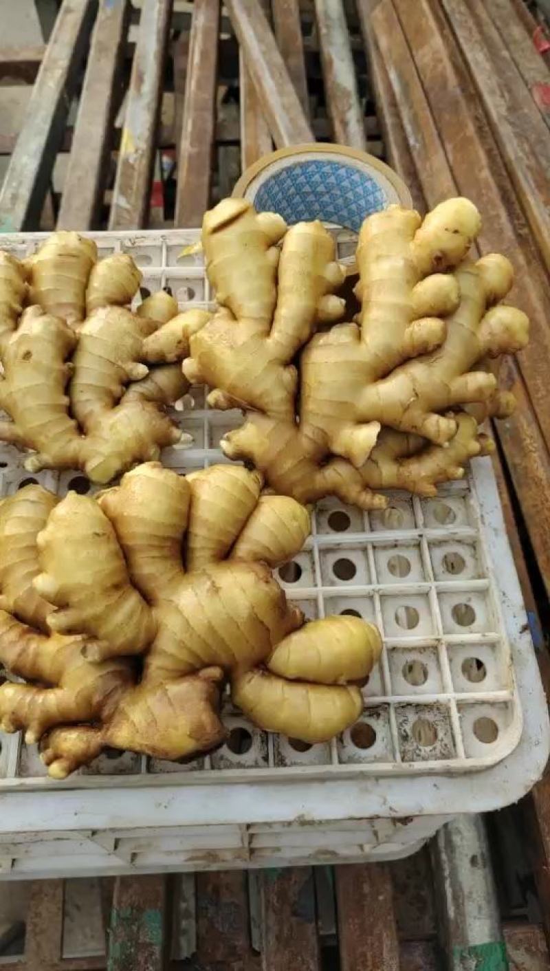 【精品】山东生姜大黄姜大量现货供应全国发货品质保证