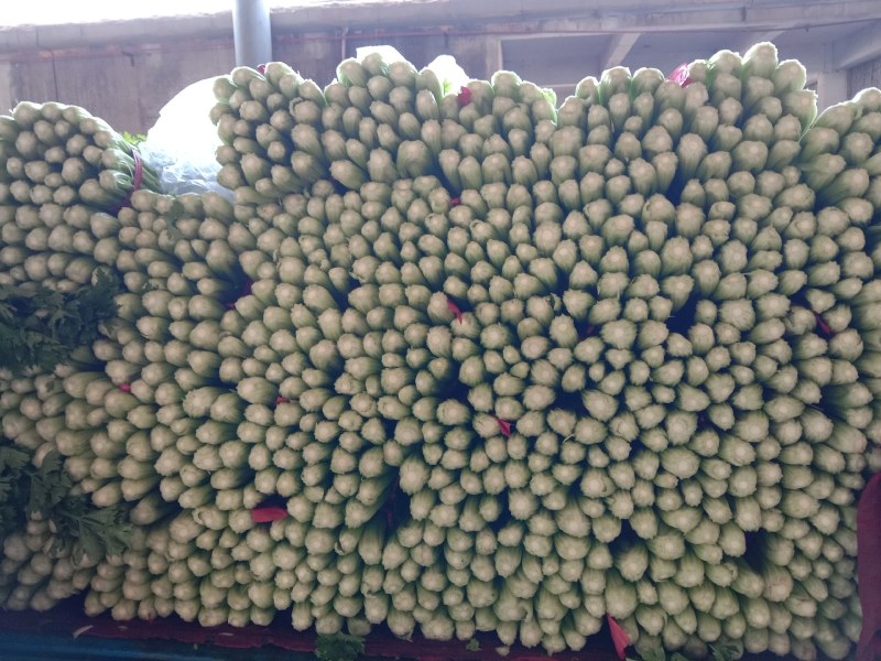 河北精品芹菜细棵无空心价格优质量好产地直发
