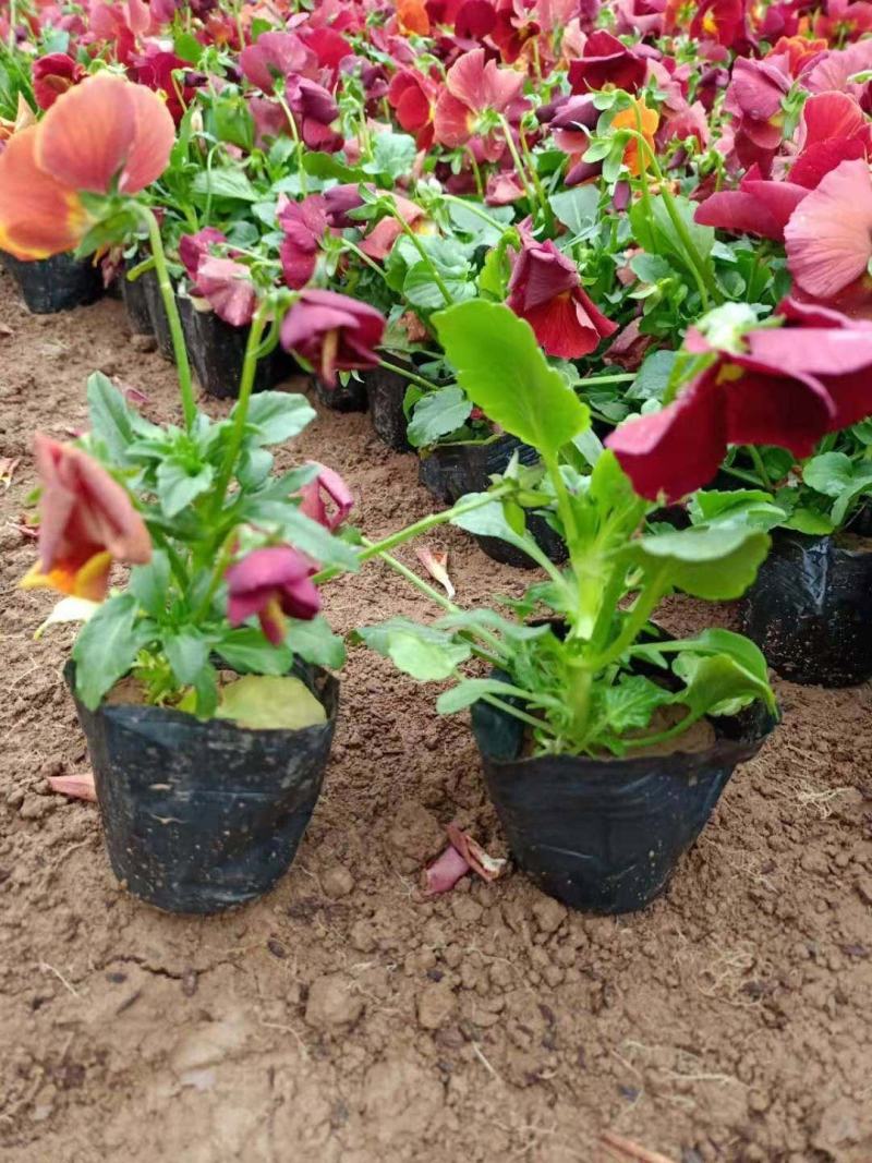 三色堇角堇苗圃直发需要的询价