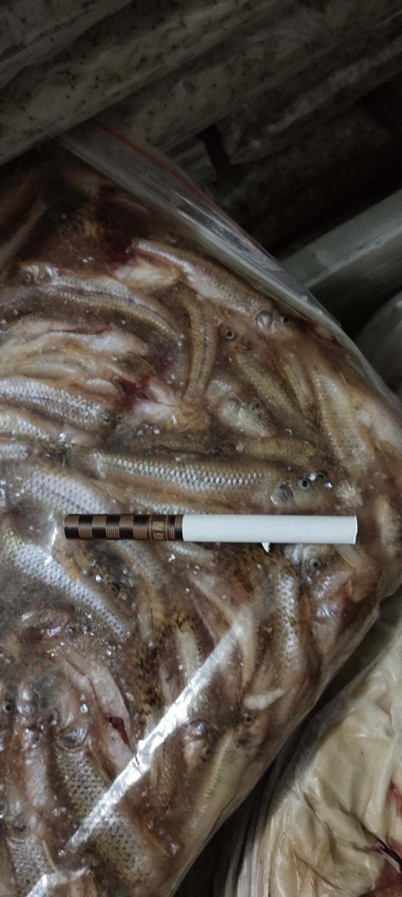 兰刀鱼