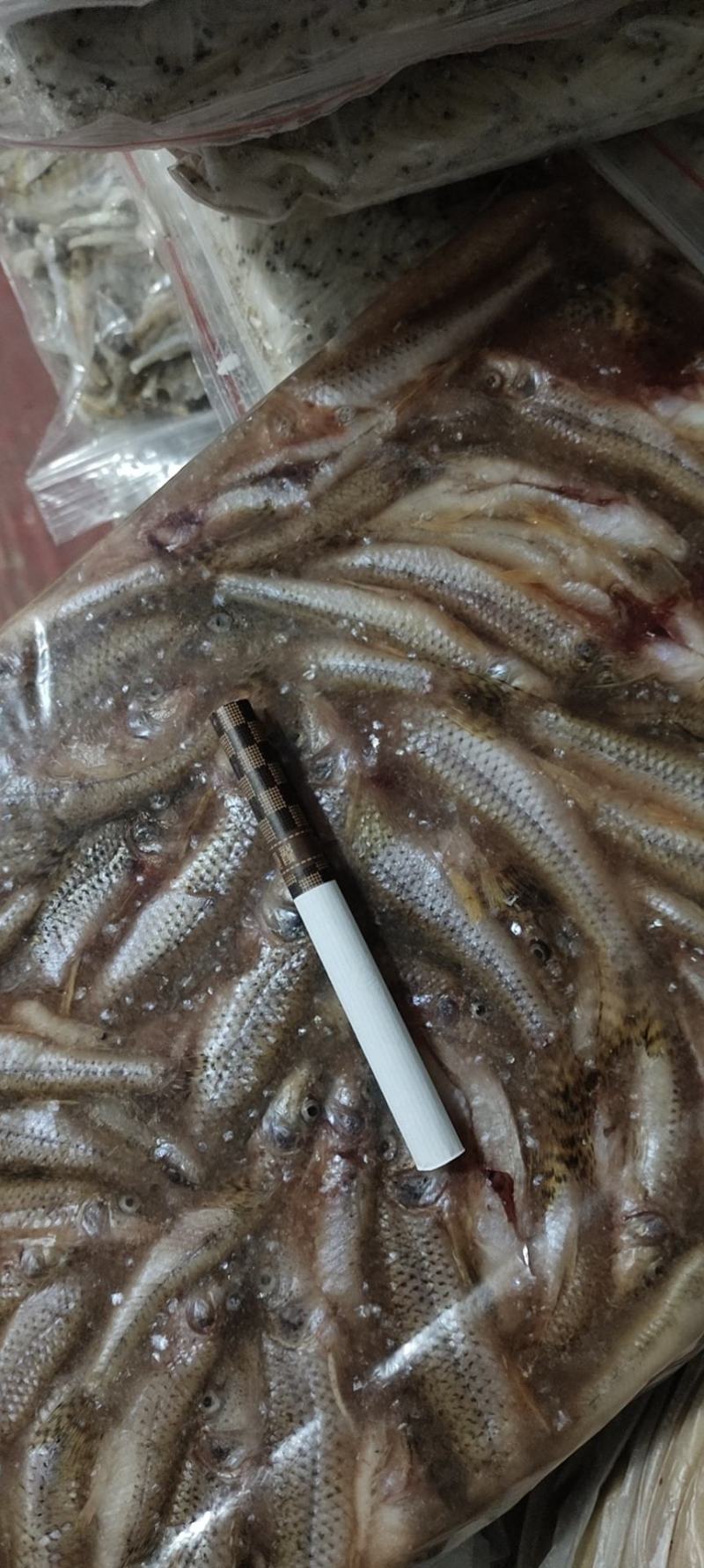 兰刀鱼