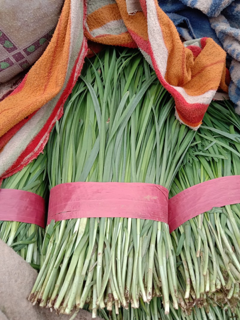 韭菜质量好，新鲜，量大品质保证，常年有新鲜货源