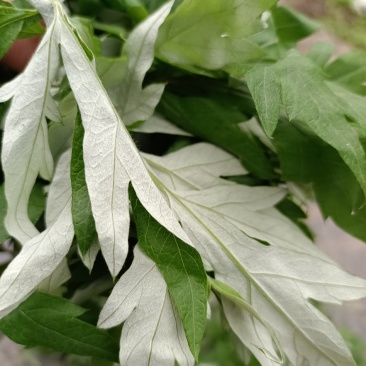 长年做纯野生艾草，有大量