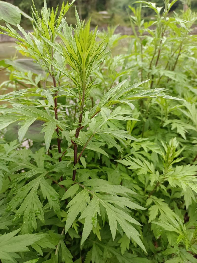 长年做纯野生艾草，有大量