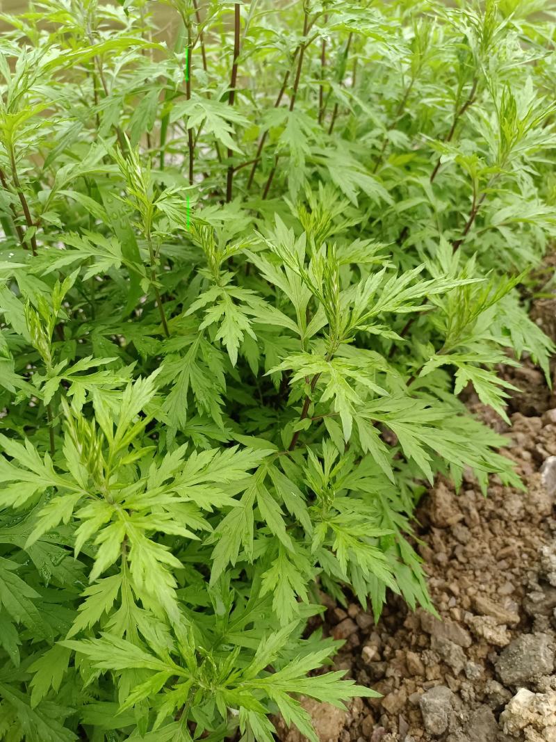 长年做纯野生艾草，有大量