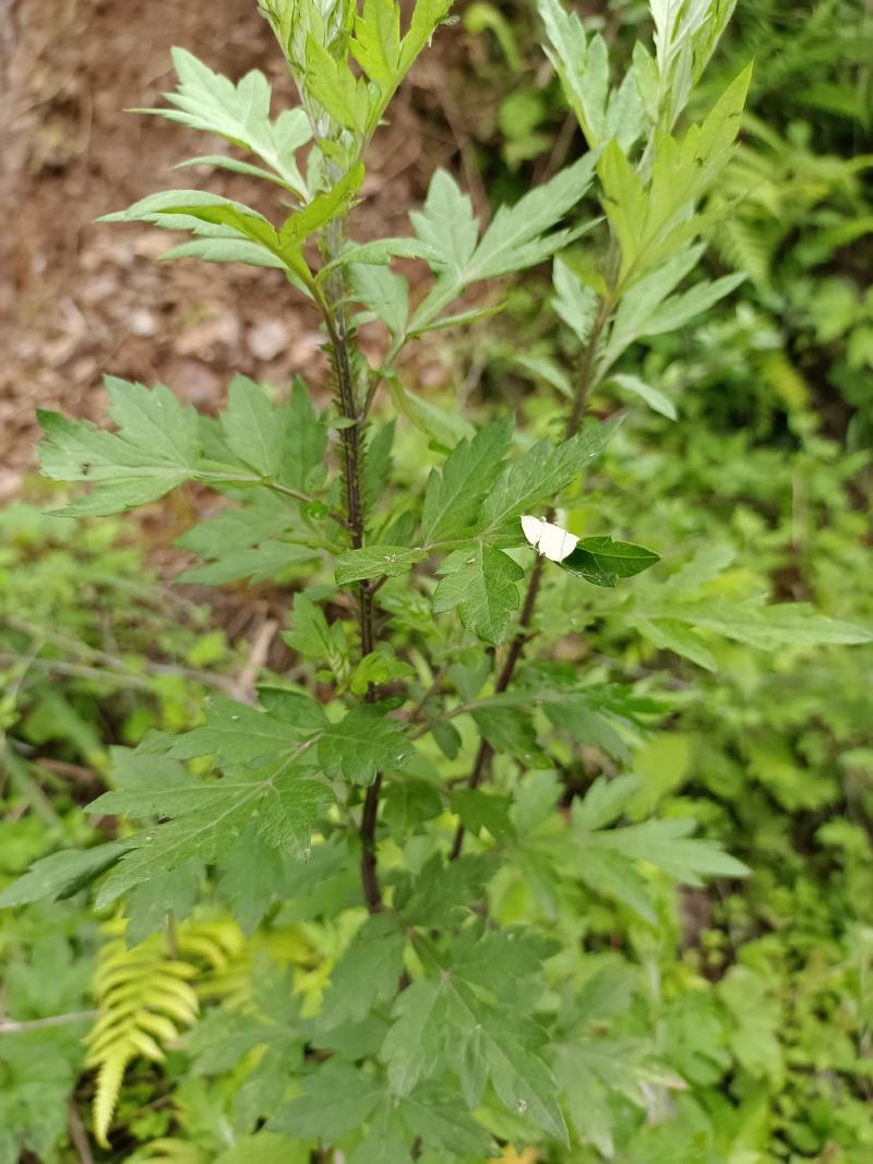 长年做纯野生艾草，有大量