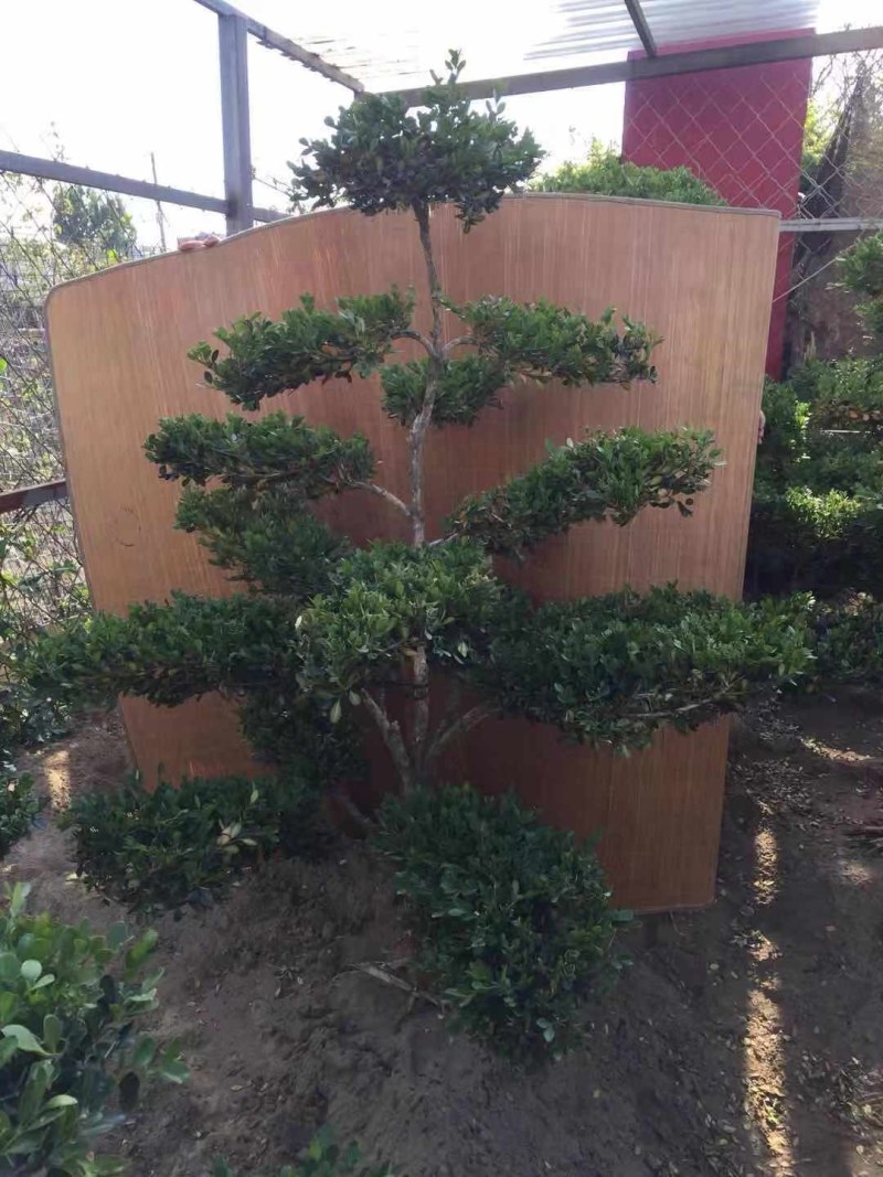 黄杨，造型黄杨树，精品造型小叶黄杨价格，青藤农业