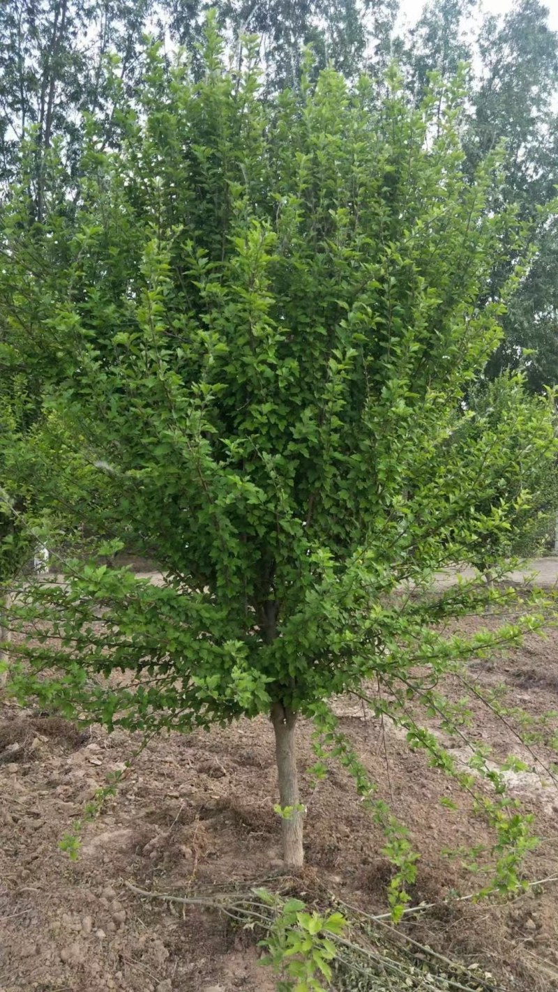 木槿，木槿树，10公分木槿树批发价格，青藤农业